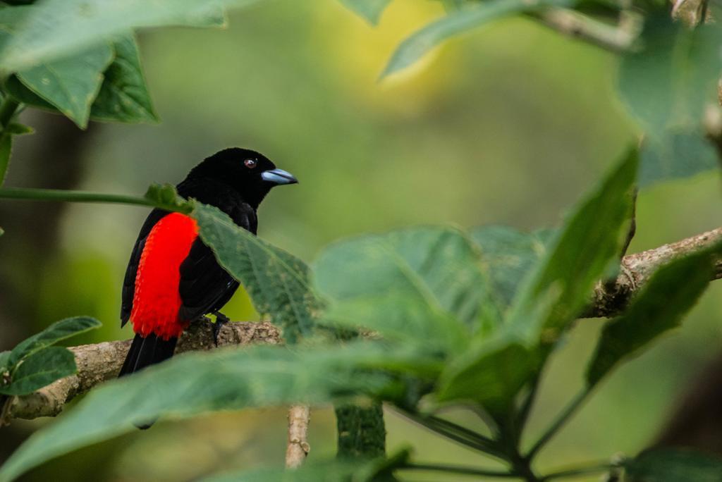 Lucky Bug Bed And Breakfast Nuevo Arenal Exterior foto