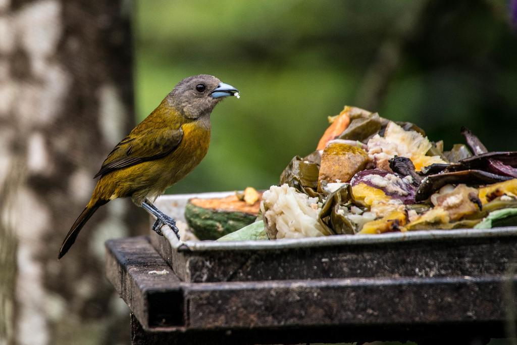 Lucky Bug Bed And Breakfast Nuevo Arenal Exterior foto